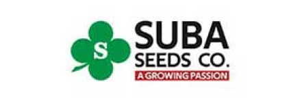 Suba Seeds, Італія