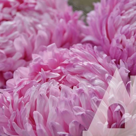 Айстра Елегія насичено-рожева