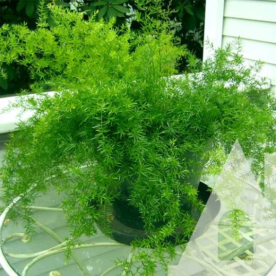 Аспарагус Шпренгера