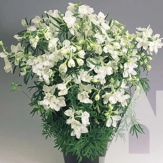 Дельфініум Батерфляй білий