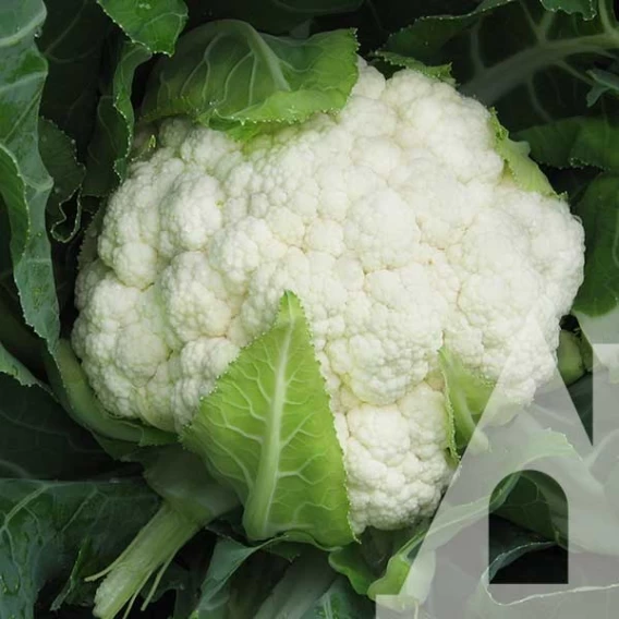 Капуста цвітна Авізо F1