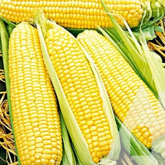 Кукурудза цукрова Цукерка