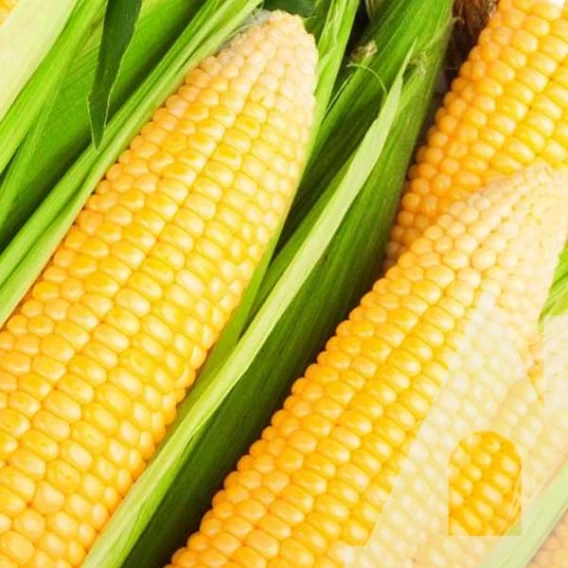 Кукурудза цукрова Лакомка