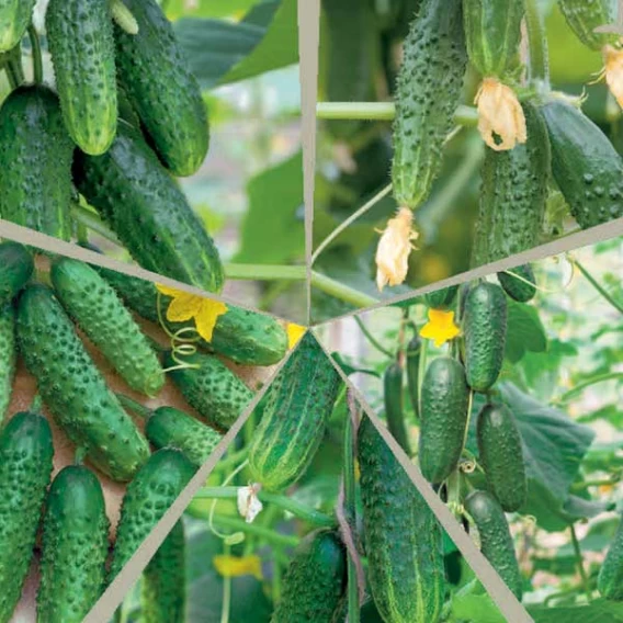 Огірки Самозапильні F1 (суміш)