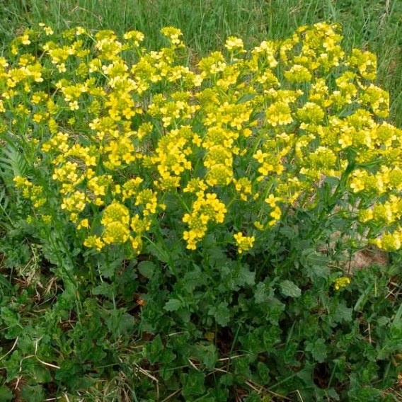 Суріпка озима (Горлиця)