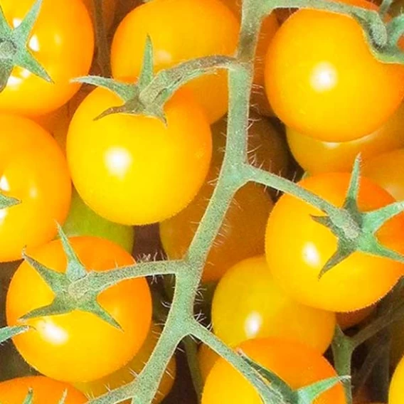 Томат Голдвін F1